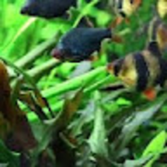 Meet your Posher, Tamara - Picture 1 of 1